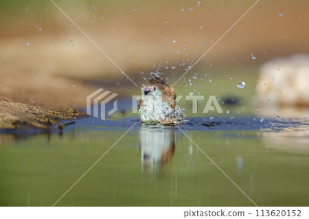 Blue breasted Cordonbleu in Kruger National park, South Africa 113620152