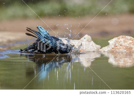 Cape Glossy Starling in Kruger National park, South Africa Cape Glossy Starling in Kruger National park, South Africa 113620165