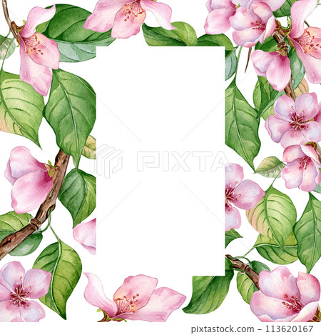 Watercolor frame with pink blooming branch isolated on white. Design template of floral frame with pink white flowers hand drawn. Element for wedding invitation, card, packaging, label product Watercolor frame with pink blooming branch isolated on white. Design template of floral frame with pink white flowers hand drawn. Element for wedding invitation, card, packaging, label product 113620167