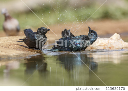 Cape Glossy Starling in Kruger National park, South Africa 113620170