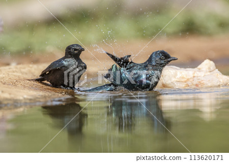 Cape Glossy Starling in Kruger National park, South Africa 113620171
