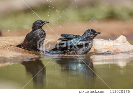 Cape Glossy Starling in Kruger National park, South Africa in Kruger National park, South Africa 113620176