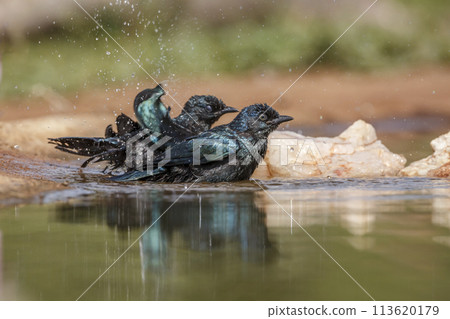 Cape Glossy Starling in Kruger National park, South Africa in Kruger National park, South Africa 113620179