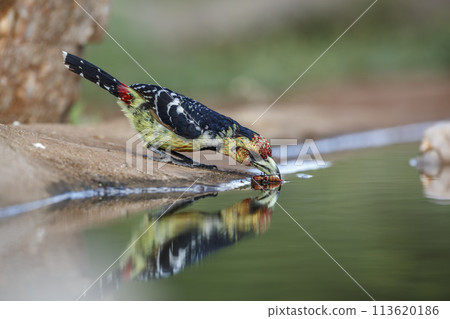 Crested Barbet in Kruger National park, South Africa 113620186