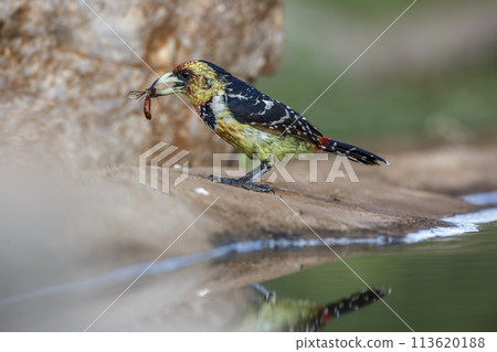 Crested Barbet in Kruger National park, South Africa 113620188