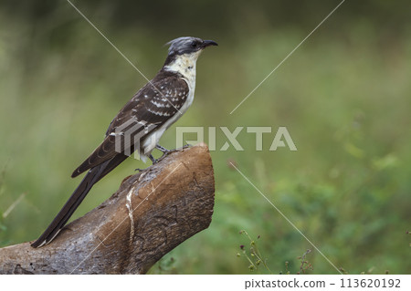 Great Spotted Cuckoo in Kruger National park, South Africa Great Spotted Cuckoo in Kruger National park, South Africa 113620192