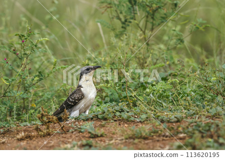 Great Spotted Cuckoo in Kruger National park, South Africa 113620195
