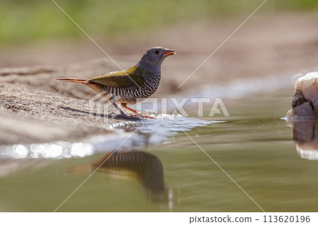Green winged Pytilia in Kruger National park, South Africa 113620196