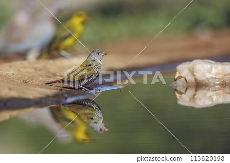 Green winged Pytilia in Kruger National park, South Africa 113620198