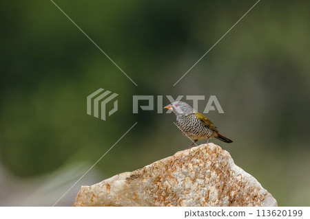 Green winged Pytilia in Kruger National park, South Africa 113620199