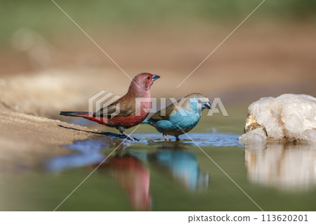 Jameson Firefinch and blue breasted cordon ble in Kruger National park, South Africa Jameson Firefinch and blue breasted cordon ble in Kruger National park, South Africa 113620201