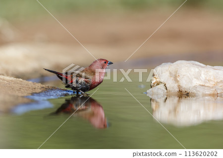 Jameson Firefinch in Kruger National park, South Africa Jameson Firefinch in Kruger National park, South Africa 113620202