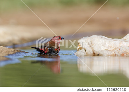 Jameson Firefinch in Kruger National park, South Africa Jameson Firefinch in Kruger National park, South Africa 113620218