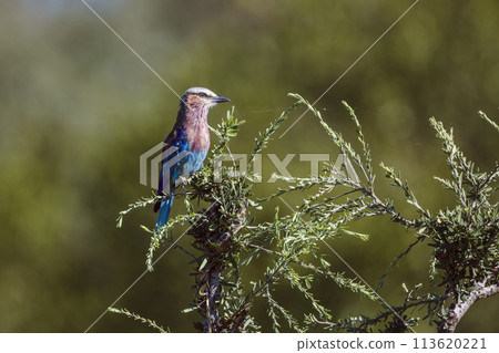 Lilac breasted roller in Kruger National park, South Africa Lilac breasted roller in Kruger National park, South Africa 113620221