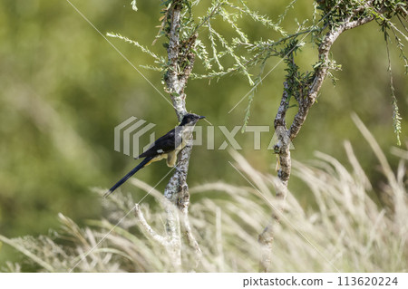 Pied Cuckoo in Kruger National park, South Africa 113620224