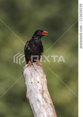 Red billed Buffalo Weaver in Kruger National park, South Africa 113620239