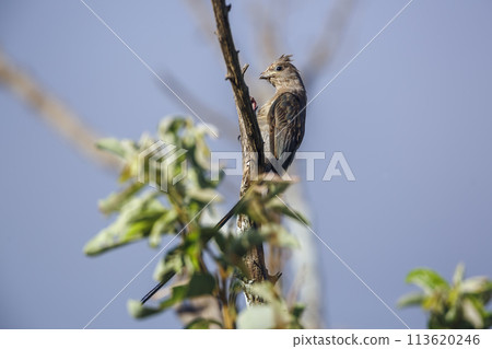 Red faced Mousebird in Kruger National park, South Africa 113620246