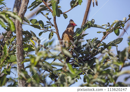 Red faced Mousebird in Kruger National park, South Africa 113620247