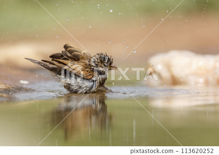 Southern Grey headed Sparrow in Kruger National park, South Africa Southern Grey headed Sparrow in Kruger National park, South Africa 113620252