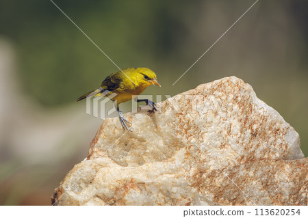 Spectacled Weaver in Kruger National park, South Africa Spectacled Weaver in Kruger National park, South Africa 113620254