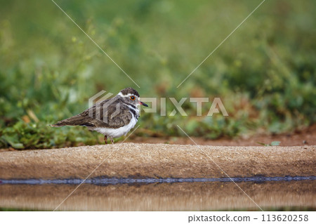 Three banded Plover in Kruger National park, South Africa Three banded Plover in Kruger National park, South Africa 113620258