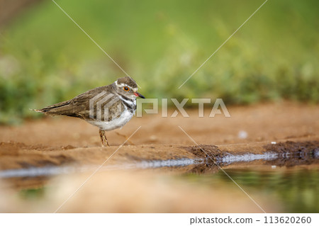 Three banded Plover in Kruger National park, South Africa Three banded Plover in Kruger National park, South Africa 113620260