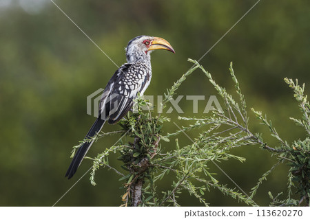 Southern yellow billed hornbill standing on shrub isolated in natural backgound in Kruger National park, South Africa 113620270