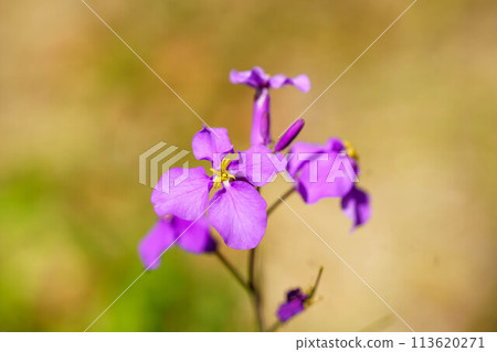 Purple giant jasmine flowers blooming in the fields Purple giant jasmine flowers blooming in the fields 113620271