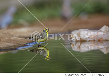 Yellow fronted Canary in Kruger National park, South Africa 113620275