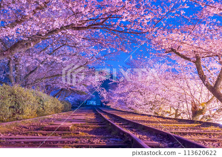 蹴上斜坡 夜間櫻花盛開 蹴上斜坡 夜間櫻花盛開 113620622