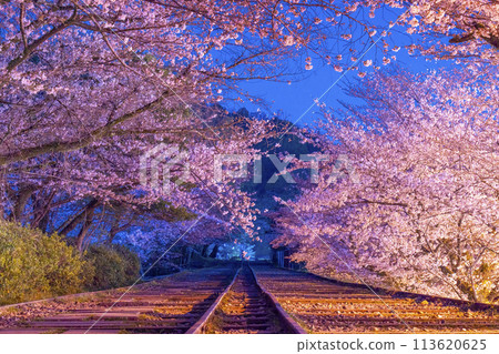 Keage Incline: Cherry blossoms in full bloom at night Keage Incline: Cherry blossoms in full bloom at night 113620625