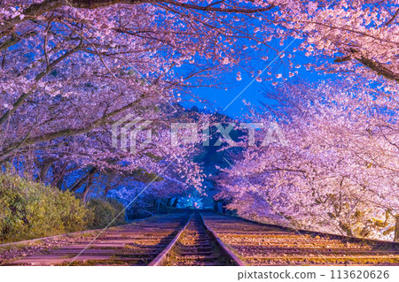 蹴上斜坡 夜間櫻花盛開 113620626