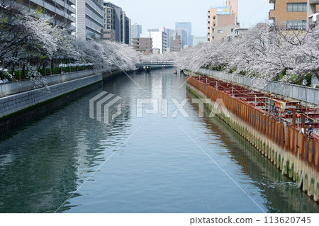 Cherry blossoms reflected in the Ooka River 113620745