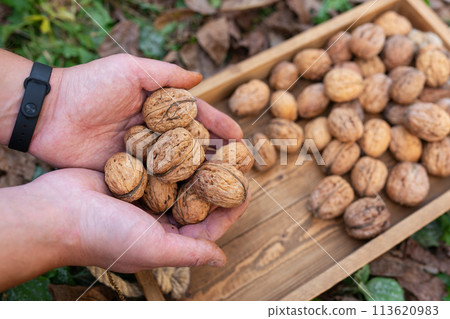 Hands holding fresh walnuts over a wooden tray amidst an autumn setting. Hands holding fresh walnuts over a wooden tray amidst an autumn setting. 113620983