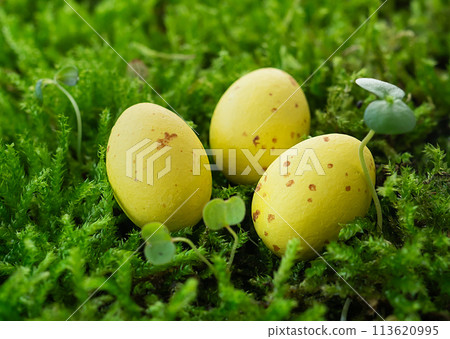 Easter holiday concept. Three speckled eggs hidden in bright green moss. 113620995