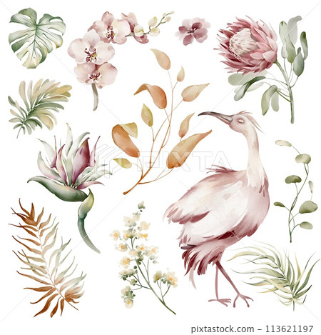 Pink Ibis birds. Watercolor elements of tropical birds, flowers and plants. Banana plants and orchid, Australian flamingo on a white background. Illustrations of wildlife animals and plants. Pink Ibis birds. Watercolor elements of tropical birds, flowers and plants. Banana plants and orchid, Australian flamingo on a white background. Illustrations of wildlife animals and plants. 113621197