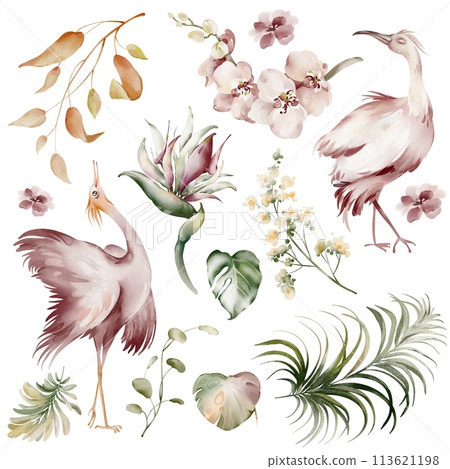 Pink Ibis birds. Watercolor elements of tropical birds, flowers and plants. Banana plants and orchid, Australian flamingo on a white background. Illustrations of wildlife animals and plants. 113621198