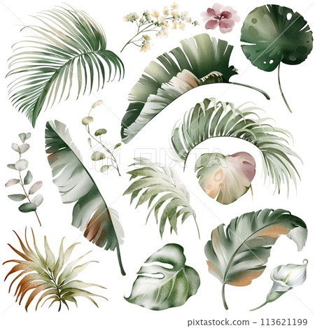 Tropical elements of leaves and flowers. Watercolor Australian plants.Set of exotic green palm vegetation. Palm branch and protea on a white background. Orchid and banana leaf. Tropical elements of leaves and flowers. Watercolor Australian plants.Set of exotic green palm vegetation. Palm branch and protea on a white background. Orchid and banana leaf. 113621199