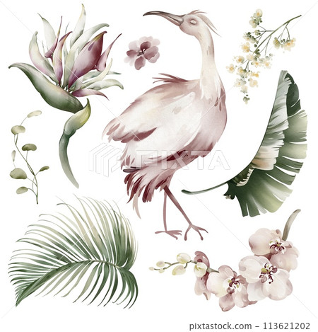 Pink Ibis birds. Watercolor elements of tropical birds, flowers and plants. Banana plants and orchid, Australian flamingo on a white background. Illustrations of wildlife animals and plants. Pink Ibis birds. Watercolor elements of tropical birds, flowers and plants. Banana plants and orchid, Australian flamingo on a white background. Illustrations of wildlife animals and plants. 113621202