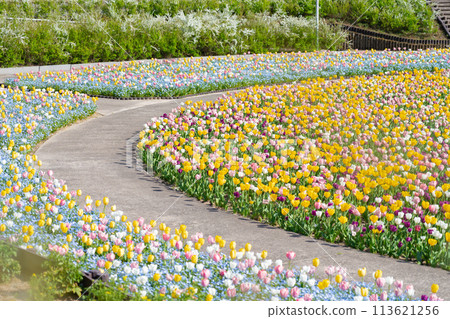 岐阜世界玫瑰園、鬱金香盛開<岐阜縣可兒市> 113621256