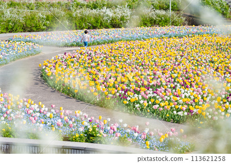 岐阜世界玫瑰園、鬱金香盛開<岐阜縣可兒市> 113621258
