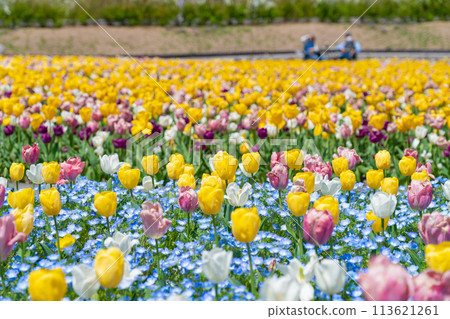 岐阜世界玫瑰園、鬱金香盛開<岐阜縣可兒市> 113621261