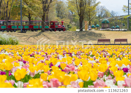 Gifu World Rose Garden, tulips in full bloom (Kani City, Gifu Prefecture) 113621263
