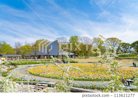 Gifu World Rose Garden, tulips in full bloom (Kani City, Gifu Prefecture) 113621277