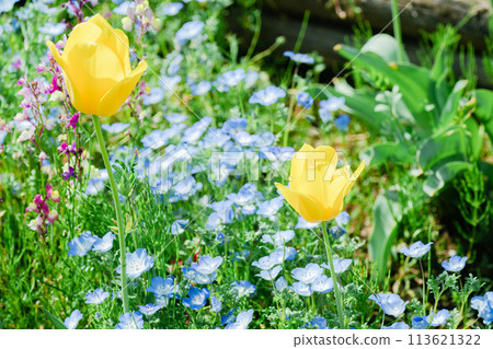 春天在農業公園綻放的美麗鬱金香 113621322