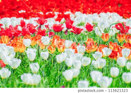 春天在農業公園綻放的美麗鬱金香 113621323