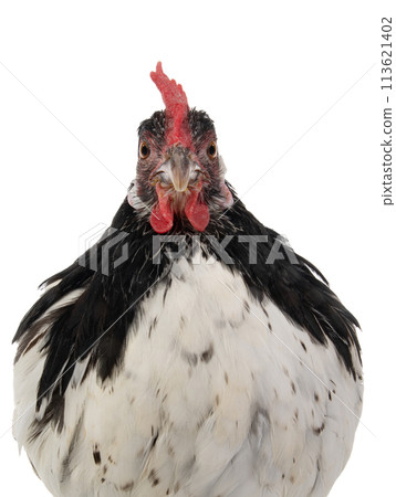 portrait chicken lakenfelder isolated on a white background 113621402