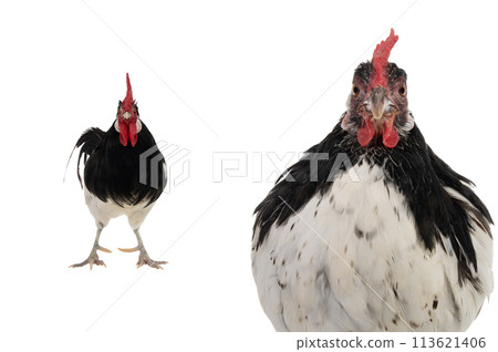 chicken and rooster lakenfelder isolated on a white background 113621406