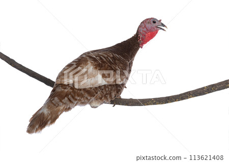 red bourbon turkeys female sitting on a tree branch isolated on a white background red bourbon turkeys female sitting on a tree branch isolated on a white background 113621408