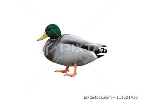 male mallard duck isolated on white background 113621410